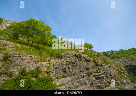 Die Kalksteinfelsen der Cheddar Gorge Somerset England Stockfoto