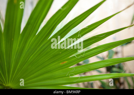 Washingtonia Filifera lateinischen "Thread-Lager", gemeinsamen Namen Wüste Fächerpalme, amerikanische Baumwolle Palm, Arizona Fächerpalme Stockfoto