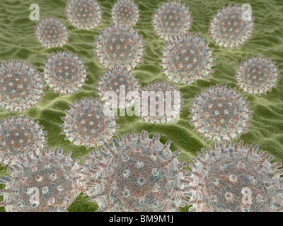 Pollenkörner der Prairie Stockrosen (Sidalcea Malviflora). Stockfoto