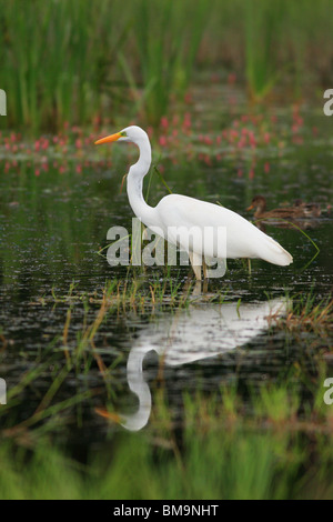 Großer Egret Jagd Stockfoto
