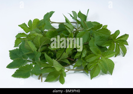 Boden-ältester (Aegopodium Podagraria). Frische, junge Blätter, Studio Bild. Stockfoto