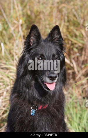 Belgischer Schäferhund, Schäferhund Stockfoto