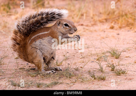 Afrikanische Borstenhörnchen Stockfotografie Alamy