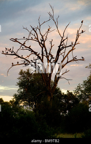 Schlafplatz Sporn-winged Gänse, Plectropterus Gambensis, Weißrückenspecht Geier, abgeschottet Africanus, Botswana Stockfoto