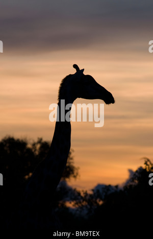 Giraffe bei Sonnenuntergang, Giraffa Plancius, Botswana Stockfoto