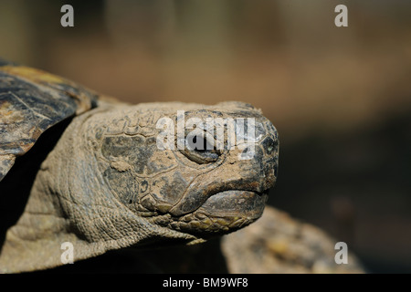 Porträt einer Frau Hermann Schildkröte (Testudo Hermanni Boettgeri) Stockfoto