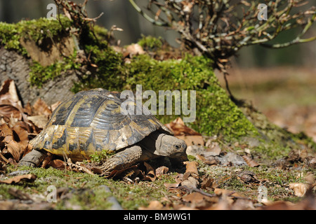 Zuerst gehen von einer weiblichen Hermann Schildkröte (Testudo Hermanni Boettgeri) nur aufwachen aus dem Ruhezustand im Frühling Stockfoto