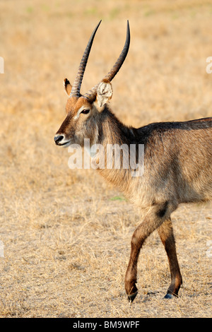 Einsame männliche Wasserbock im Sabi Sand Private Game Reserve in der Provinz Mpumalanga, Südafrika Stockfoto