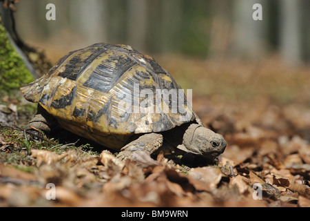 Zuerst gehen von einer weiblichen Hermann Schildkröte (Testudo Hermanni Boettgeri) nur aufwachen aus dem Ruhezustand im Frühling Stockfoto