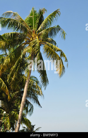 Coconut Palm über blauen Himmel Stockfoto