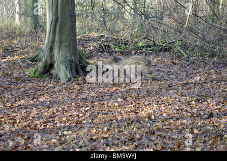 Junges Wildschwein (Sus Scrofa) 4 Monate alt in einem Wald im Winter laufen Stockfoto