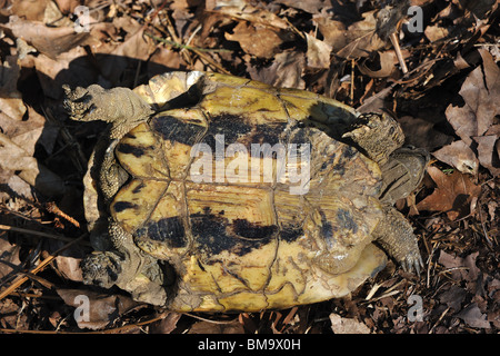 Unterseite einer weiblichen Hermann Schildkröte (Testudo Hermanni Boettgeri) Stockfoto