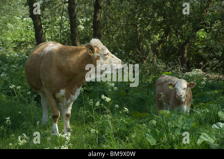 Charolais überqueren Rinder in Frühlingswiese, East Lothian, Schottland - Kuh und Kalb, Mutter Muhen oder rufen Sie Stockfoto