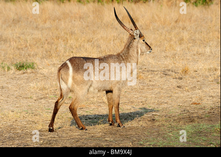 Einsame männliche Wasserbock im Sabi Sand Private Game Reserve in der Provinz Mpumalanga, Südafrika Stockfoto