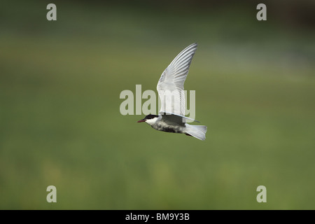 Weissbart Seeschwalbe-Chlidonias hybridus Stockfoto