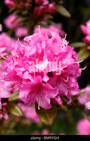 RHODODENDRON-MARTINE. Stockfoto