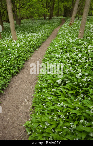 Bärlauch, oder Bärlauch wächst auf den North Downs, Surrey. Stockfoto