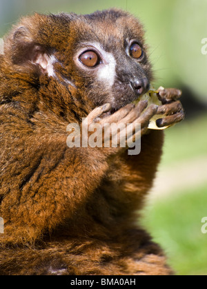 Eine rote Fronted Lemur Essen ein Stück Apfel mit Freude Stockfoto