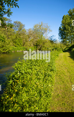 Blick auf den Fluß Nadder am Rande von Harnham Auen Stockfoto