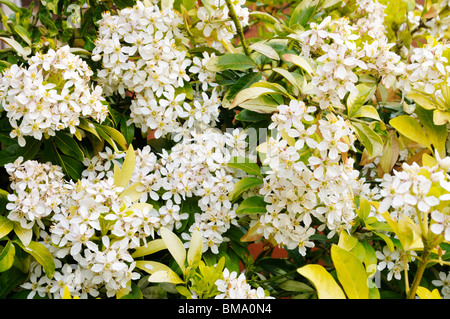 Choisya Ternata 'Sundance', Trivialname mexikanische Orange Blossom. Stockfoto