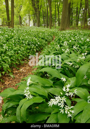 Bärlauch, oder Bärlauch wächst auf den North Downs, Surrey. Stockfoto