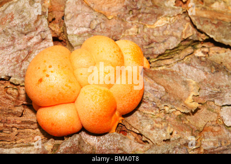 Lycogala Epidendrum, allgemein bekannt als Wolfs Milch oder Zahnpasta Schleim. Stockfoto