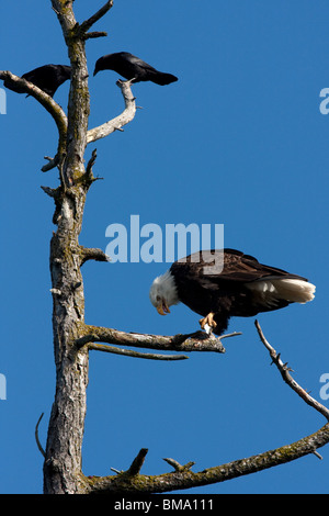Weißkopfseeadler Haliaeetus Leucocephalus auf einem Ast von einer Fütterung auf vor kurzem Gefangene Beute und von Krähen beobachtet Douglasie Stockfoto