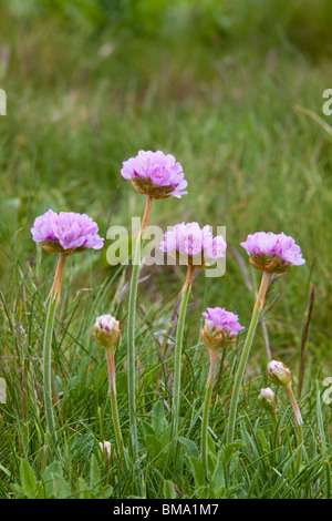 Sparsamkeit Armeria Maritima aka Sea Pink, Kent, UK Stockfoto