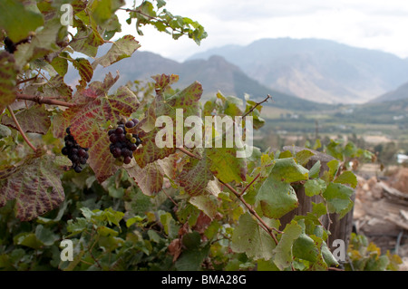 Berg-Weingut mit reifen Trauben Stockfoto
