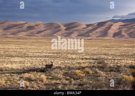 Hirsche und Dünen, Great Sand Dunes National Park, Colorado Stockfoto