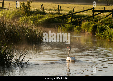 Cotswolds - Höckerschwan auf dem River Windrush im Morgengrauen Stockfoto