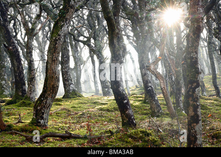 Alten Wäldern am Rande des Exmoor, Devon. Stockfoto