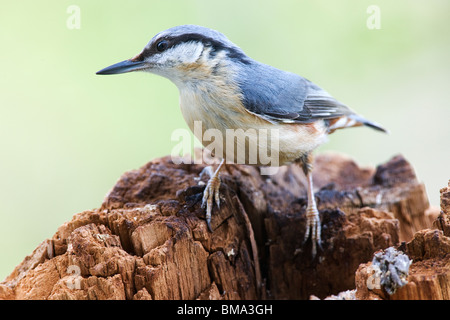 Kleiber Sitta Europaea auf Baumstumpf. Stockfoto