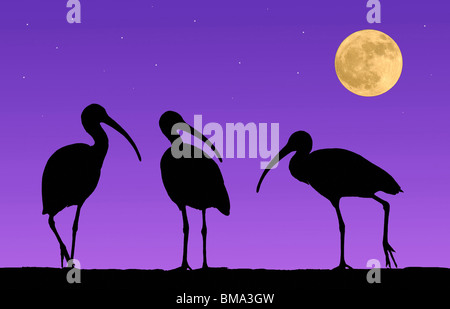 Nordamerika, USA, Florida, Mt. Dora, verändert Digital Bild von drei Ibis ein lila Nachthimmel mit Vollmond. Stockfoto