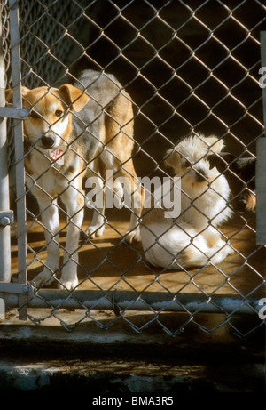 Hunde in das Pfund. Tier-Steuerung. Stockfoto