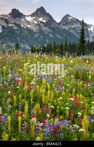 Mount Rainier Natl Park, WA Gipfel der Tatoosh oberhalb einer üppigen Wiese der alpinen Wildblumen auf Mazama Grat Stockfoto