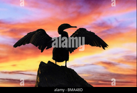 Nordamerika, USA, Tarpon Springs, Florida, Kormoran Vogel thront auf einem Felsen mit einem bunten Himmel bei Sonnenuntergang, Digital verändert. Stockfoto