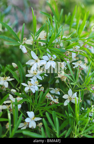 Botanischer Name: Choisya Ternata Common Name: mexikanische Orangenblüten Stockfoto