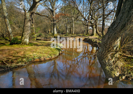 Ober Wasser, New Forest, Hampshire, liegt in der Mitte des New Forest am Rande des Laufwerks Rhinefield Zier Stockfoto