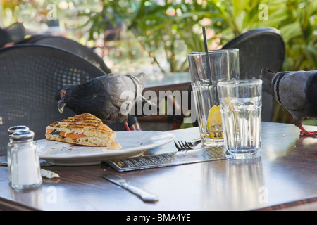 Taube Essen übrig gebliebene Panini am Café-Tisch im Freien, South Beach, Florida, USA Stockfoto