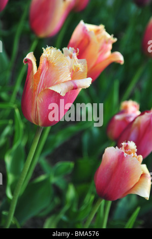 TULIPA LAMBADA Stockfoto