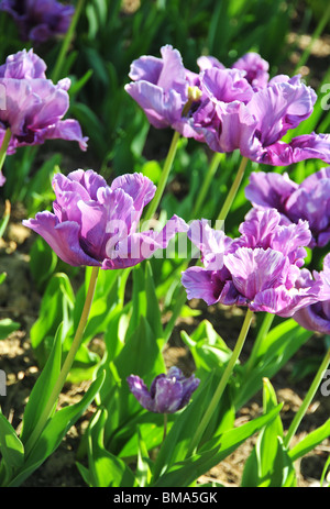 TULIPA BLUE PARROT Stockfoto