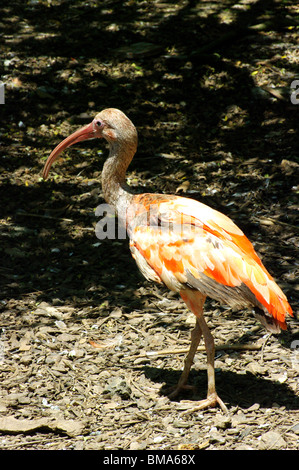 Junge rote Ibis oder scarlet Ibis (Eudocimus Ruber) mit braunen Piumaddio noch in Schmerzen wieder im Unterholz Stockfoto