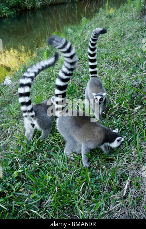 Kattas, Lemuren-Insel, Andasibe, Madagaskar Stockfoto