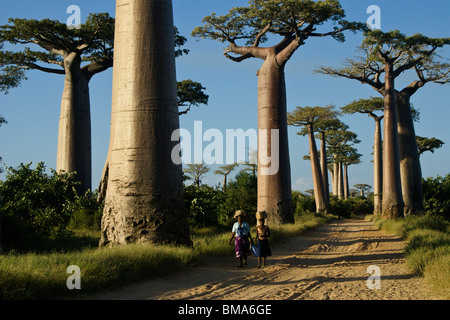 Frauen zu Fuß auf der Avenue des Baobabs, Morondava, Madagaskar Stockfoto