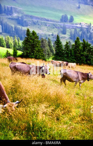 Alpen-Landschaft mit Kühen auf einem Feld. Stockfoto