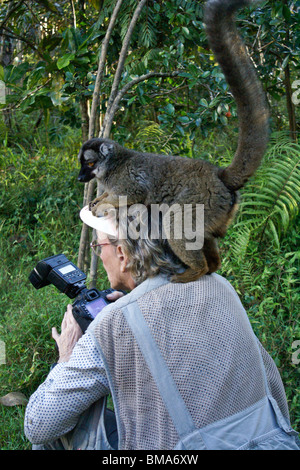 Rot-konfrontierte braune Lemur Klettern an Fotografen, Lemuren-Insel, Andasibe, Madagaskar Stockfoto