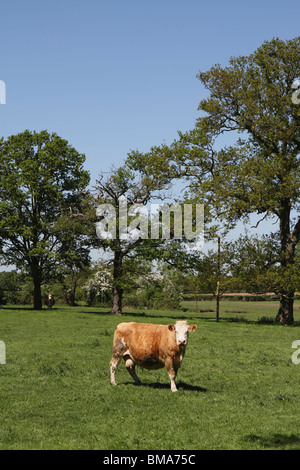 Kuh stehend in einem Feld in die Kamera schaut, an einem sonnigen Tag Stockfoto