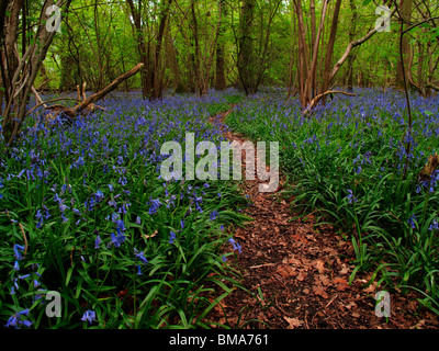 Weg durch Bluebell Holz in Luton, Bedfordshire Stockfoto