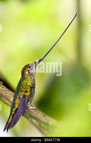 Schwert-billed Kolibri - Guango Lodge - in der Nähe von Papallacta, Ecuador Stockfoto